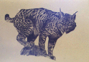 Iberian lynx