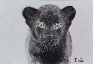 black panther cub