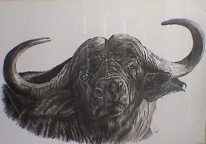 Cabeza de Búfalo africano