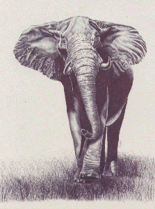 African Elephant 50x70cm.gif