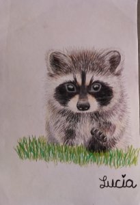 little raccoon