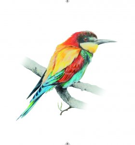 Bee-eater copy in FinArt quality