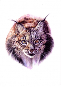 Lince1