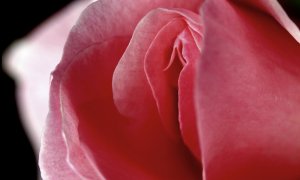 Rose in love