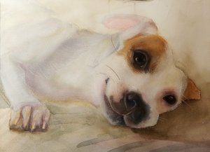Jack Russell terrier 23x29.5.jpg