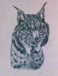 Head of Iberian lynx