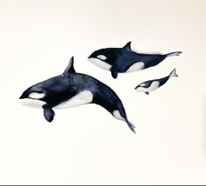 killer whale family
