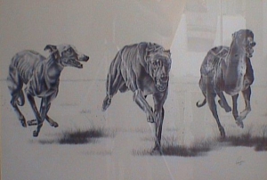 Greyhounds in the field