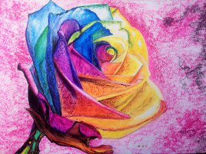 Rosa Multicolor