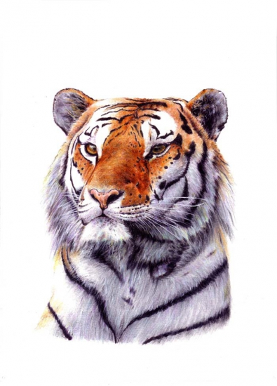 Tiger siberiano1
