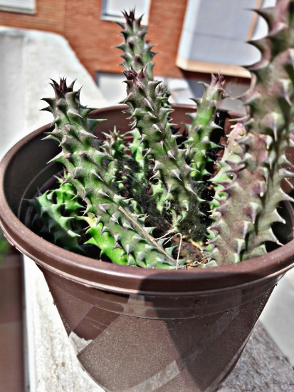 Cactus en maceta