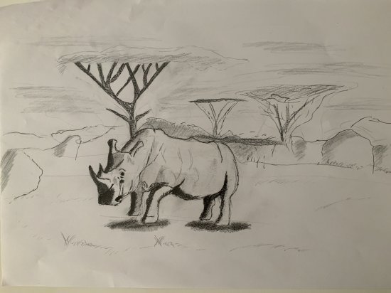 Rhinoceros in savanna in pencil