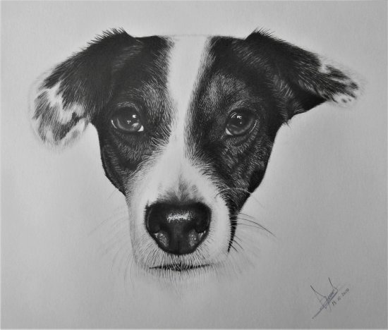 PERSONALIZED PORTRAITS PENCIL AND CHARCOAL PETS