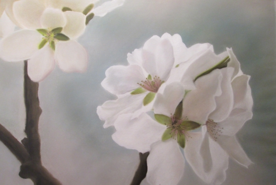 Flores de Almendro/ Almond Tree Flowers