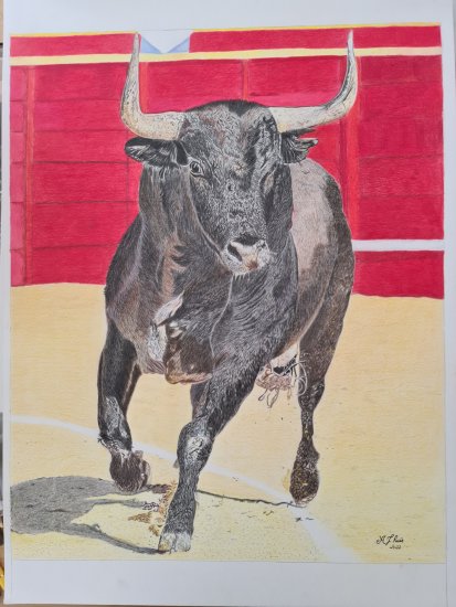 bull in the square