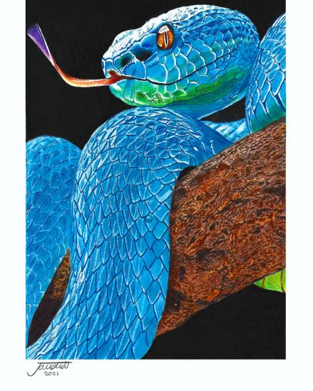 Snake, Pencil, Drawings, buy original art