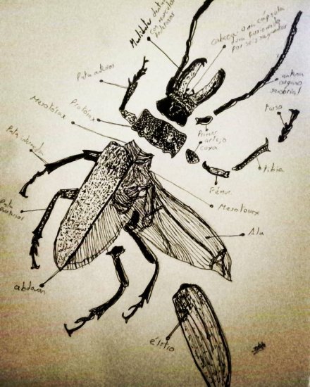 La anatomía de un escarabajo