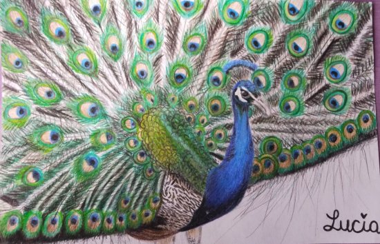 A Product of Contemplation: pencil drawing of peacock