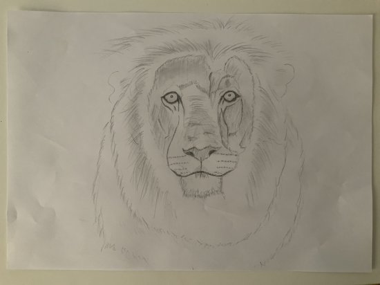 Lion head in pencil