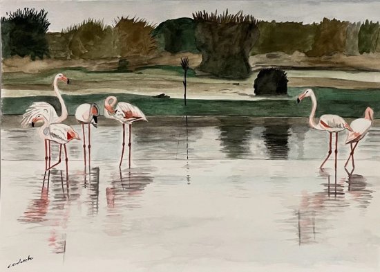 Flamingos at dawn