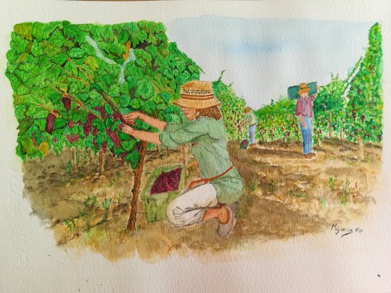 The grape pickers