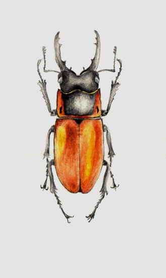 stag beetle