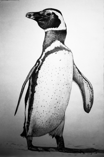 Pingüo