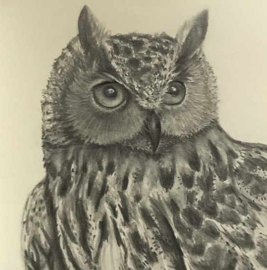 Colour pencil barn owl - SLART - Drawings & Illustration, Animals, Birds, &  Fish, Birds, Owls - ArtPal