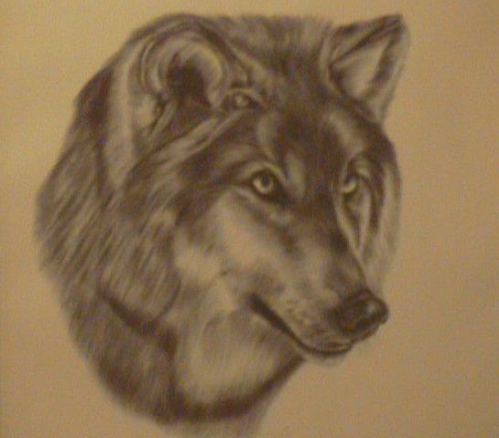 Spanish wolf head